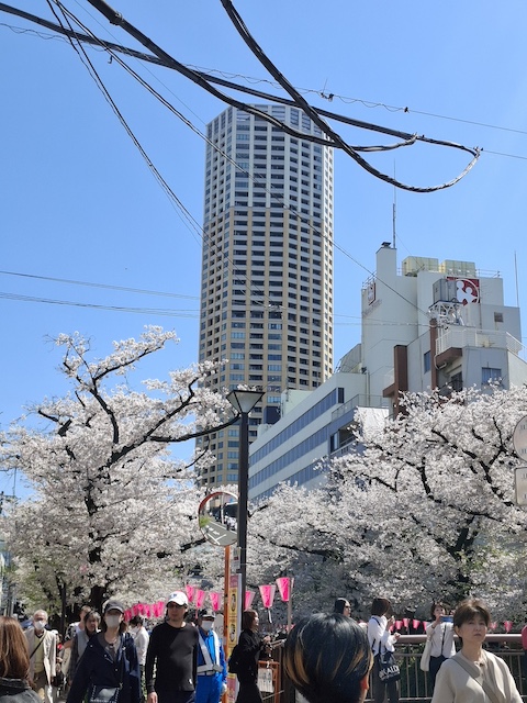 桜