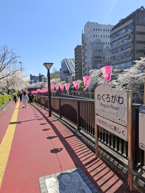 桜