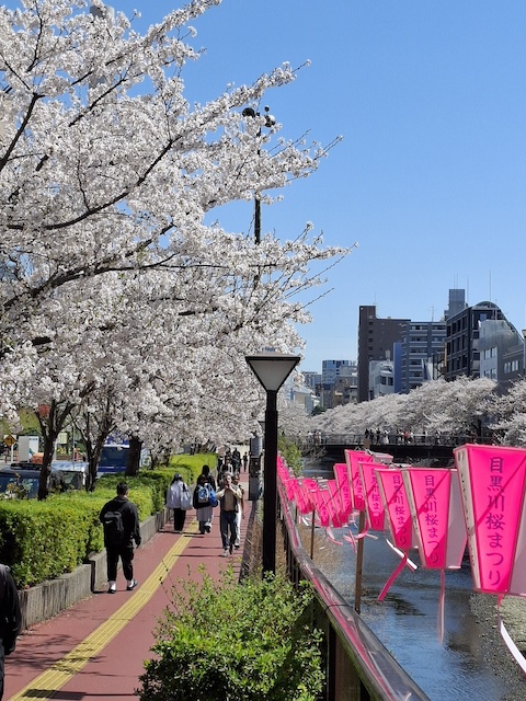 桜