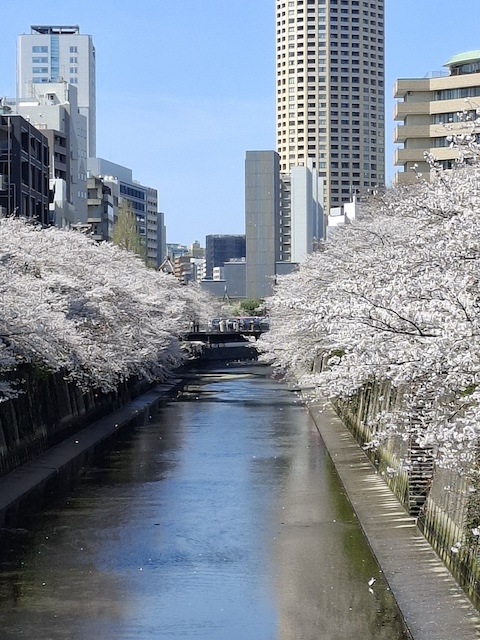 桜