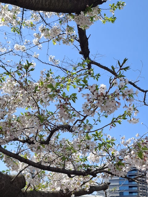 桜