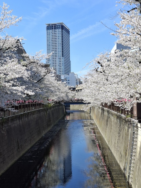 桜
